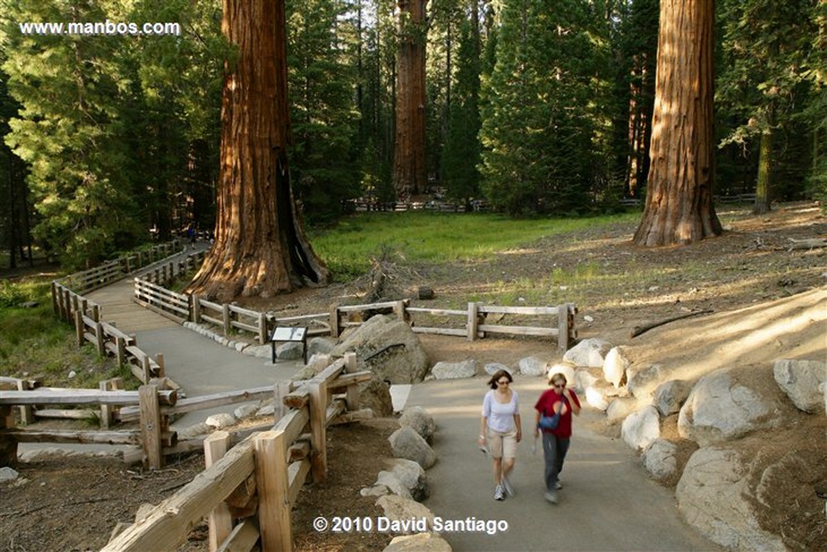 Sequoia National Park 
Sequoia National Park EEUU 
California 