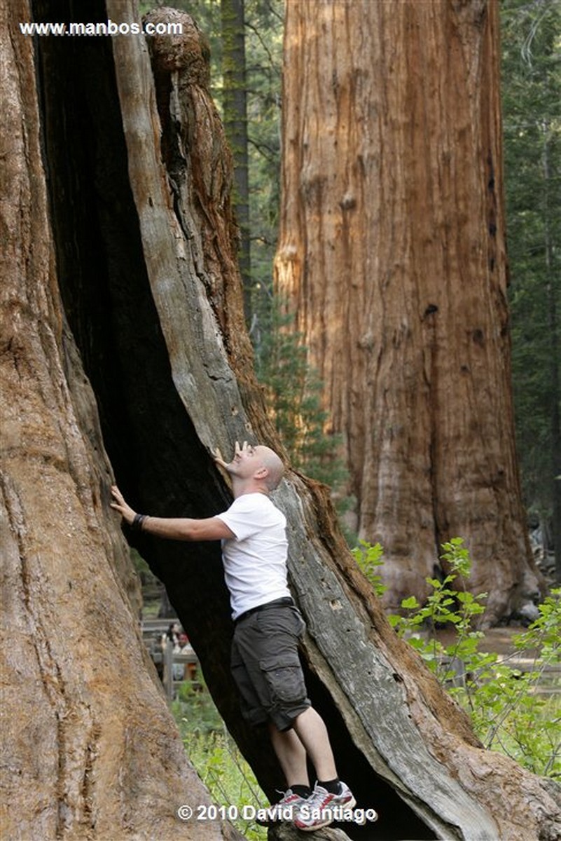 Sequoia National Park 
Sequoia National Park EEUU 
California 