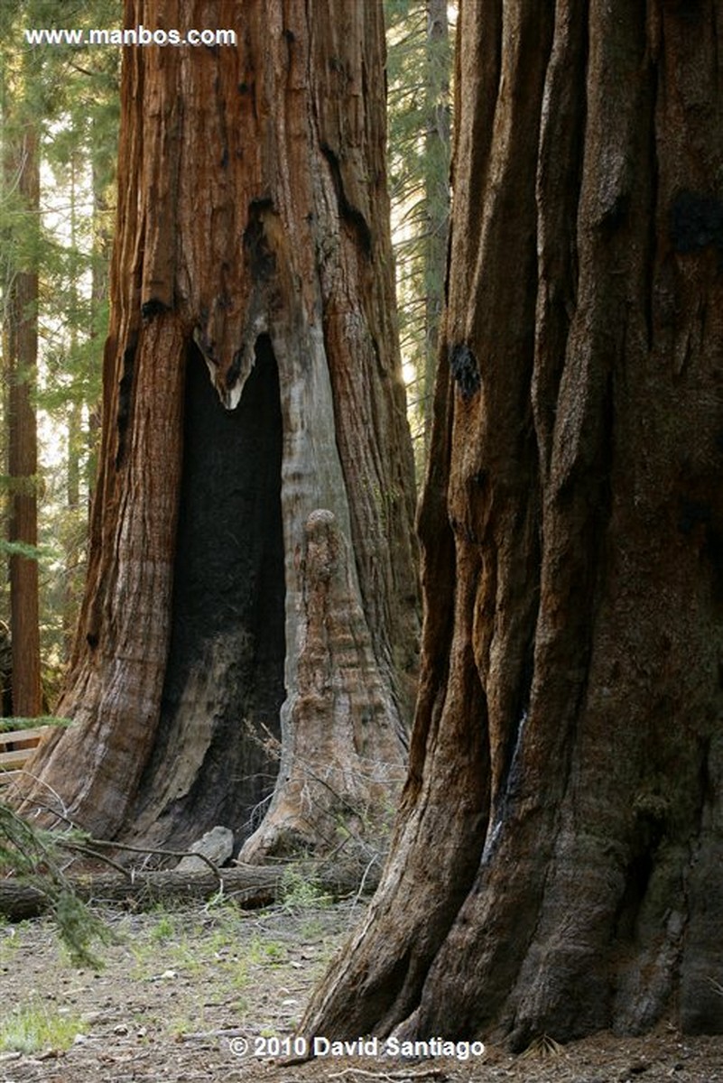 Sequoia National Park 
Sequoia National Park EEUU 
California 