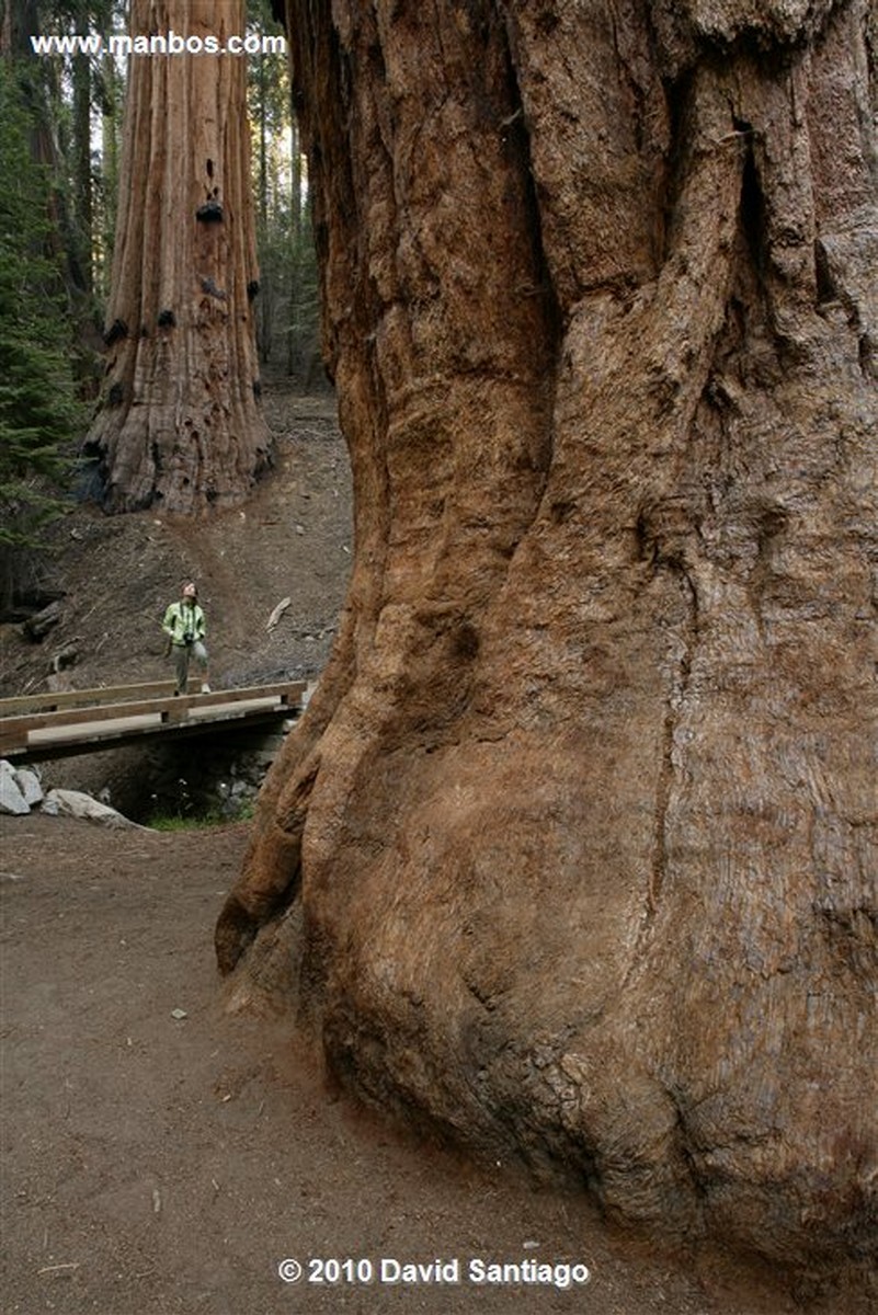 Sequoia National Park 
Sequoia National Park EEUU 
California 