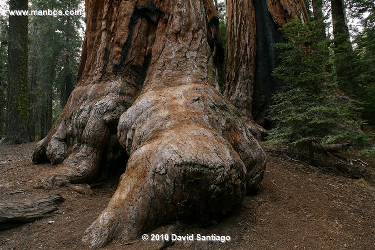 Sequoia National Park 
Sequoia National Park EEUU 
California 