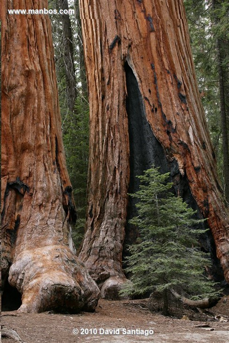 Sequoia National Park 
Sequoia National Park EEUU 
California 