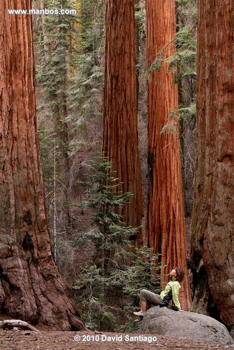 Sequoia National Park 
Sequoia National Park EEUU 
California 