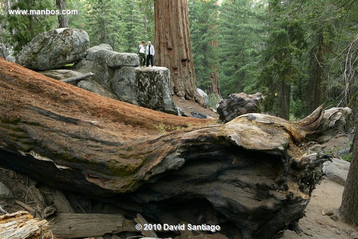 Sequoia National Park 
Sequoia National Park EEUU 
California 