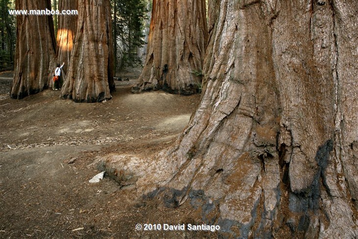 Sequoia National Park 
Sequoia National Park EEUU 
California 