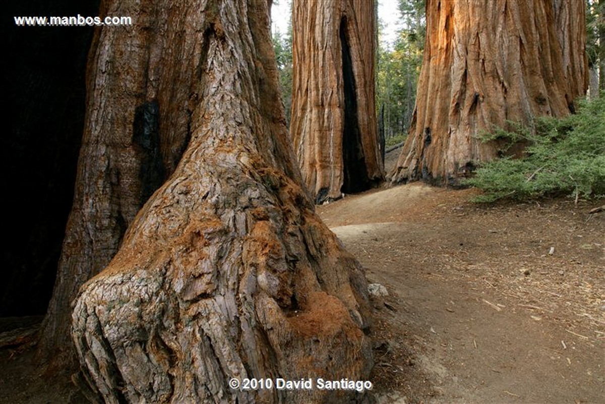 Sequoia National Park 
Sequoia National Park EEUU 
California 