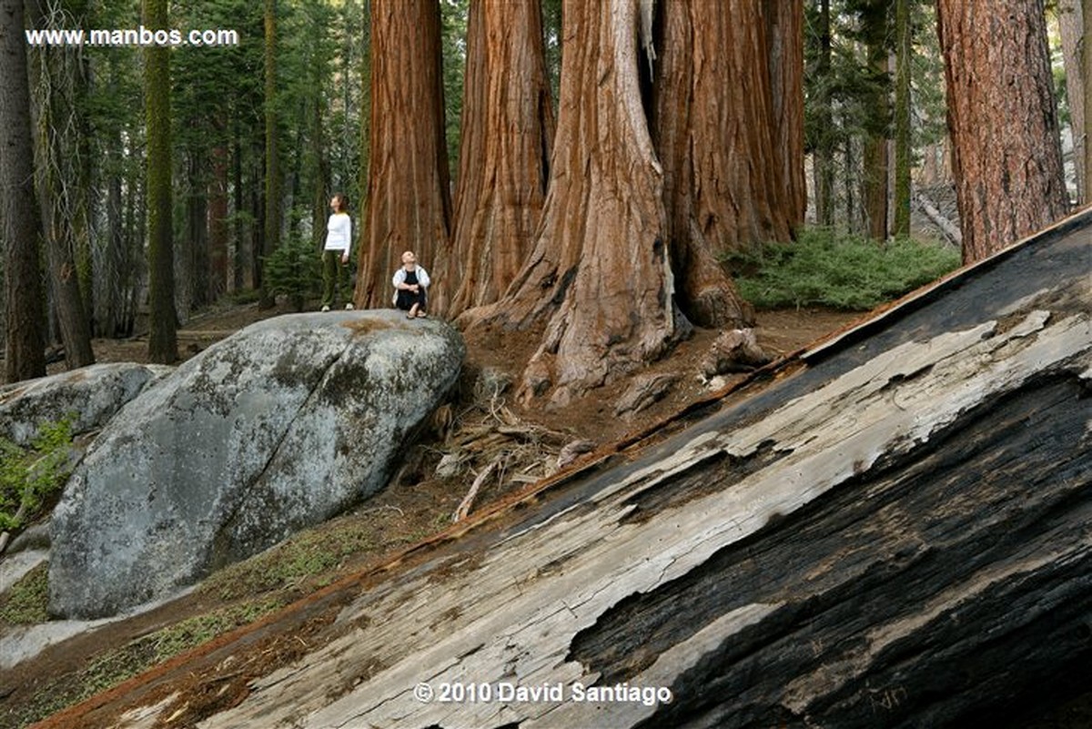 Sequoia National Park 
Sequoia National Park EEUU 
California 