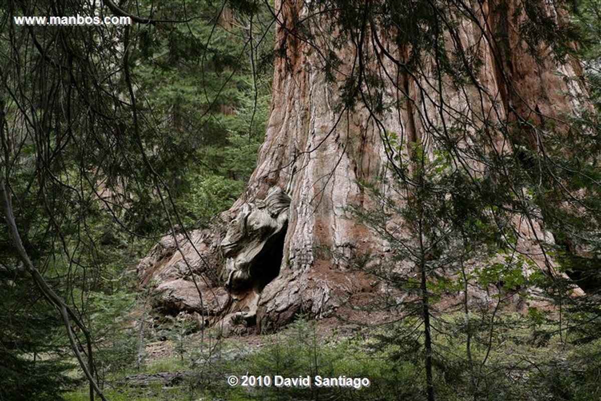 Sequoia National Park 
Sequoia National Park EEUU 
California 