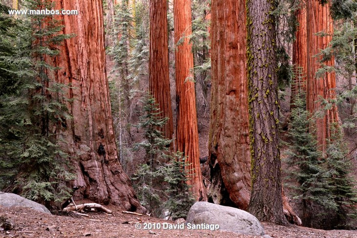 Sequoia National Park 
Sequoia National Park EEUU 
California 