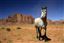 Monument Valley National Park 
Caballos Monument Valley EEUU 
Utah