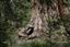 Sequoia National Park 
Sequoia National Park EEUU 
California 