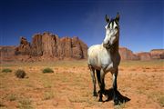 Camara Canon EOS-1Ds Mark II
Caballos Monument Valley EEUU 
Parques Nacionales EEUU
MONUMENT VALLEY NATIONAL PARK 
Foto: 19904