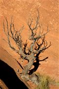 Camara Canon EOS-1Ds Mark II
Monument Valley EEUU 
Parques Nacionales EEUU
MONUMENT VALLEY NATIONAL PARK 
Foto: 19894