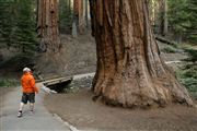 Sequoia National Park , Sequoia National Park , Estados Unidos 