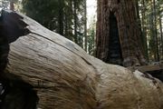 Camara Canon EOS-1Ds Mark II
Sequoia National Park EEUU 
Parques Nacionales EEUU
SEQUOIA NATIONAL PARK 
Foto: 19871