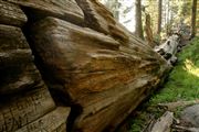 Sequoia National Park , Sequoia National Park , Estados Unidos 