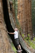 Sequoia National Park , Sequoia National Park , Estados Unidos 