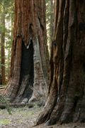 Sequoia National Park , Sequoia National Park , Estados Unidos 