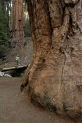 Sequoia National Park , Sequoia National Park , Estados Unidos 