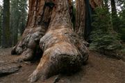 Sequoia National Park , Sequoia National Park , Estados Unidos 