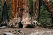 Sequoia National Park , Sequoia National Park , Estados Unidos 