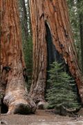 Sequoia National Park , Sequoia National Park , Estados Unidos 