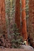 Sequoia National Park , Sequoia National Park , Estados Unidos 