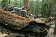 Sequoia National Park , Sequoia National Park , Estados Unidos 