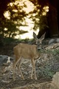 Sequoia National Park , Sequoia National Park , Estados Unidos 