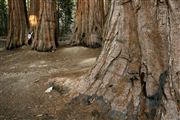 Sequoia National Park , Sequoia National Park , Estados Unidos 