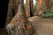 Sequoia National Park , Sequoia National Park , Estados Unidos 