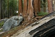 Sequoia National Park , Sequoia National Park , Estados Unidos 