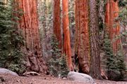 Sequoia National Park , Sequoia National Park , Estados Unidos 