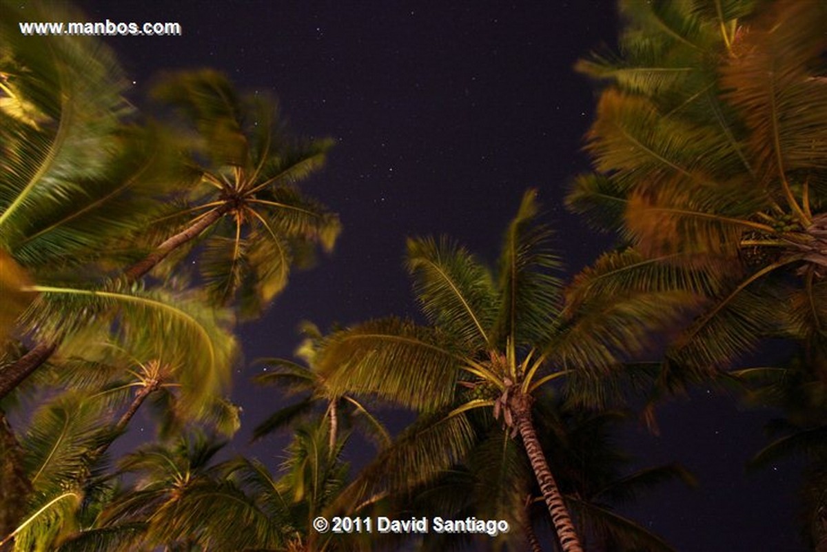 Santo Domingo
Palm Trees At Night In The Caribbean Sea
Bavaro