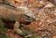 Santo Domingo
Iguana In Cueva de Las Maravillas
Santo Domingo