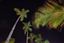 Santo Domingo
Palm Trees At Night In The Caribbean Sea
Bavaro