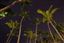 Santo Domingo
Palm Trees At Night In The Caribbean Sea
Bavaro