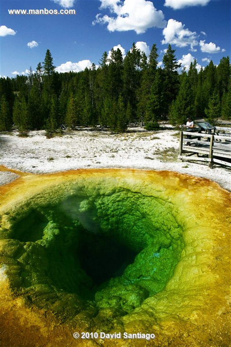 Yellowstone 
Yellowstone Bisontes Eeuu 
Wyoming 