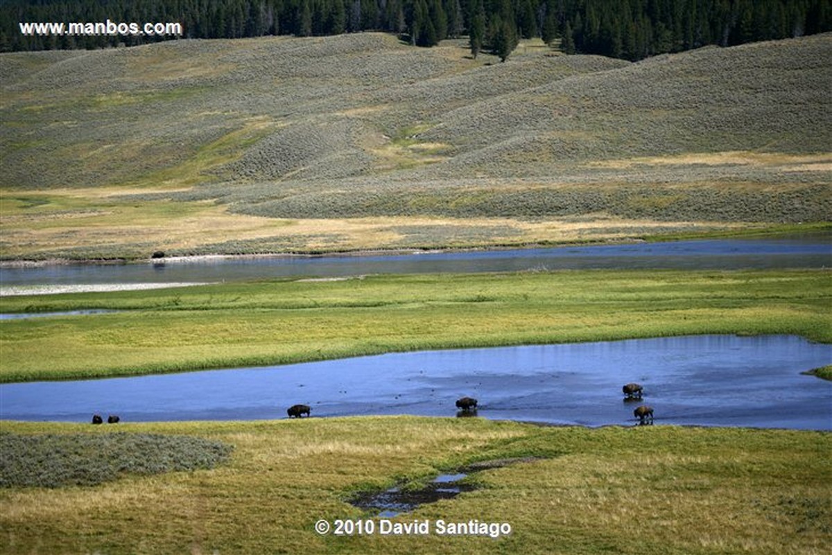 Yellowstone 
Yellowstone Bisontes Eeuu 
Wyoming 