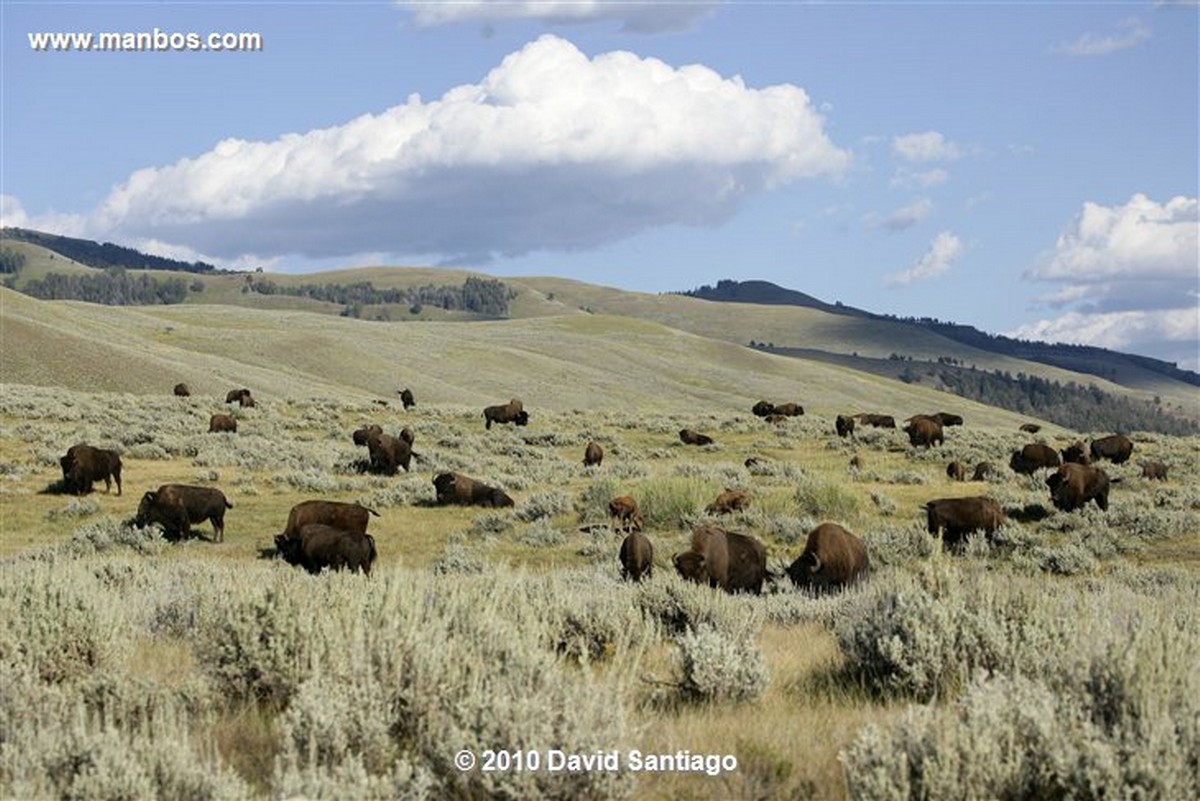 Yellowstone 
Yellowstone Bisontes Eeuu 
Wyoming 