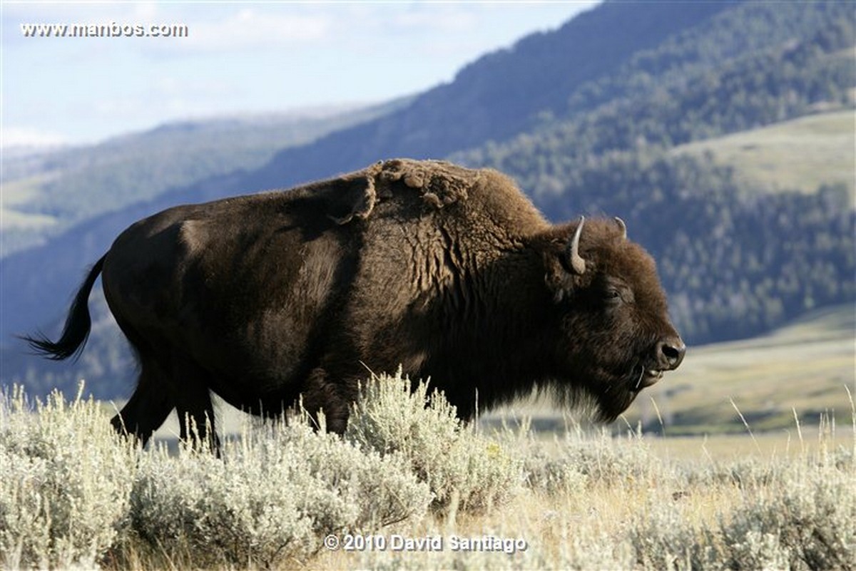 Yellowstone 
Yellowstone Bisontes Eeuu 
Wyoming 