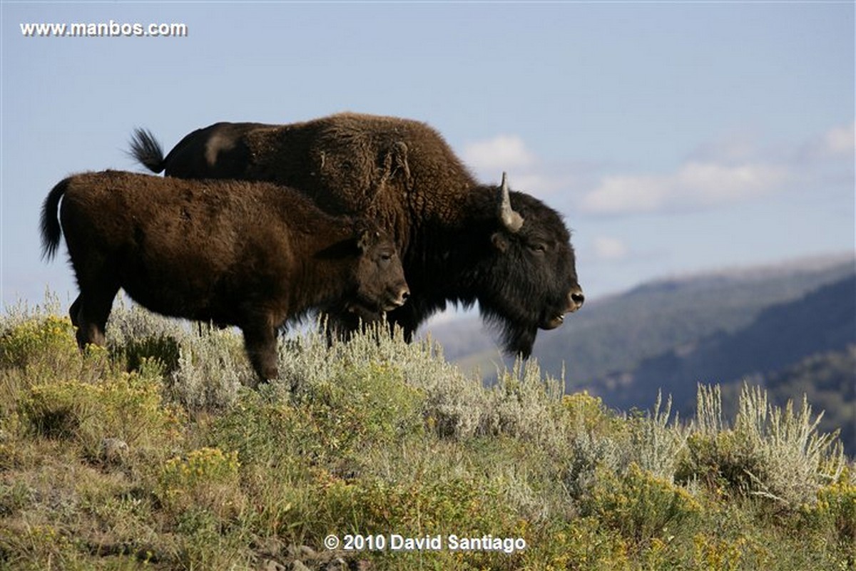 Yellowstone 
Yellowstone Bisontes Eeuu 
Wyoming 