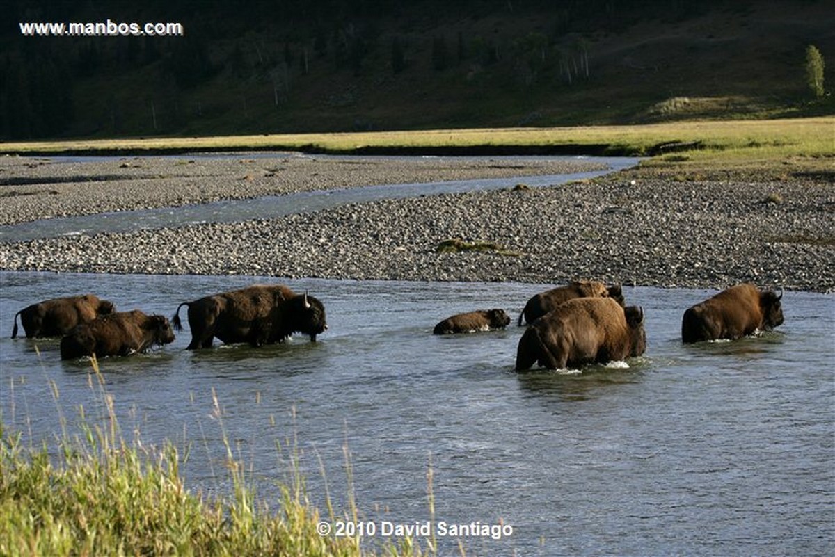 Yellowstone 
Yellowstone Bisontes Eeuu 
Wyoming 