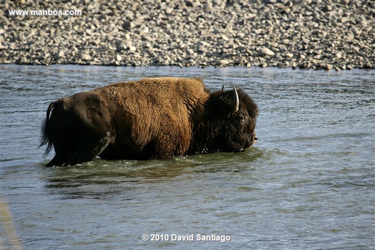 Yellowstone 
Yellowstone Bisontes Eeuu 
Wyoming 