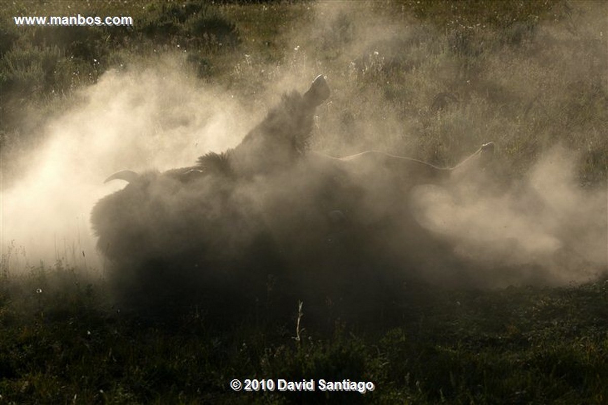 Yellowstone 
Yellowstone Bisontes Eeuu 
Wyoming 