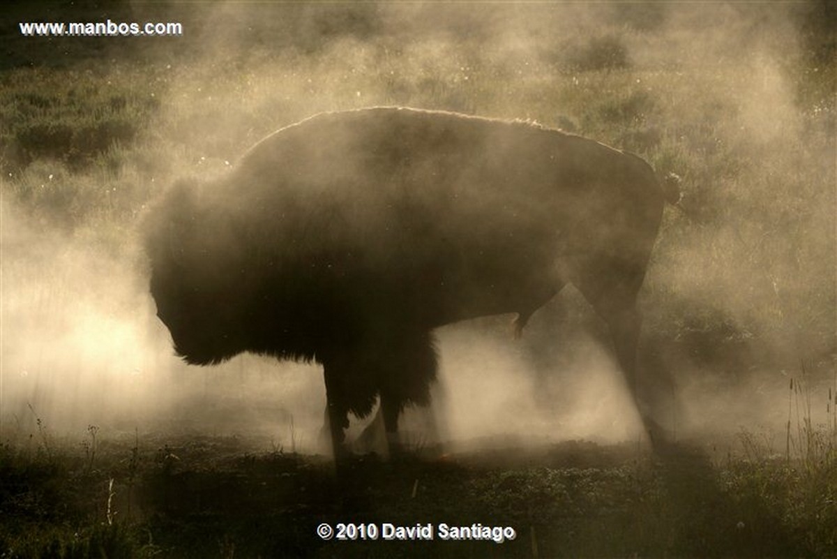 Yellowstone 
Yellowstone Bisontes Eeuu 
Wyoming 