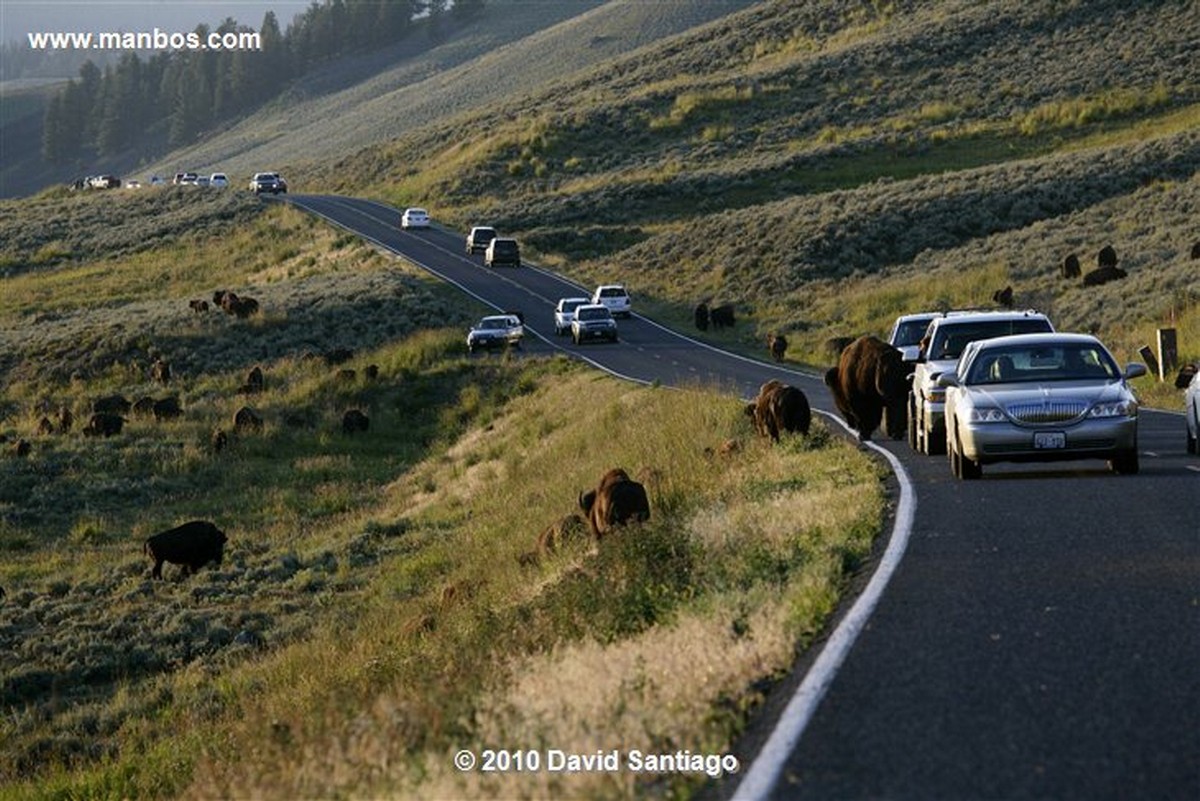 Yellowstone 
Yellowstone Bisontes Eeuu 
Wyoming 