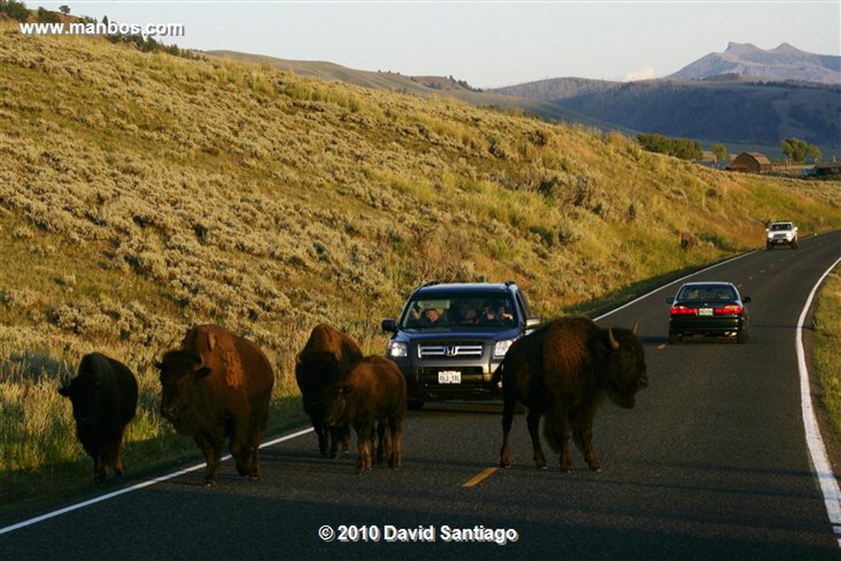 Yellowstone 
Yellowstone Bisontes Eeuu 
Wyoming 