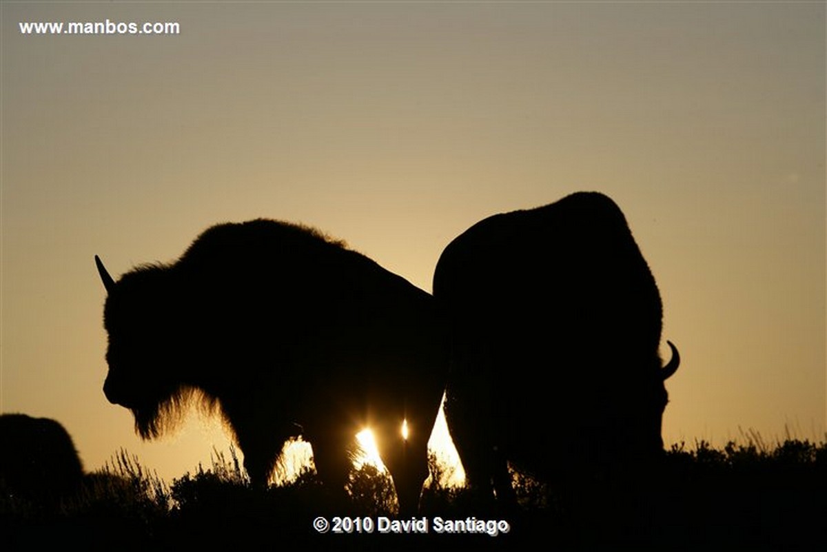 Yellowstone 
Yellowstone Bisontes Eeuu 
Wyoming 