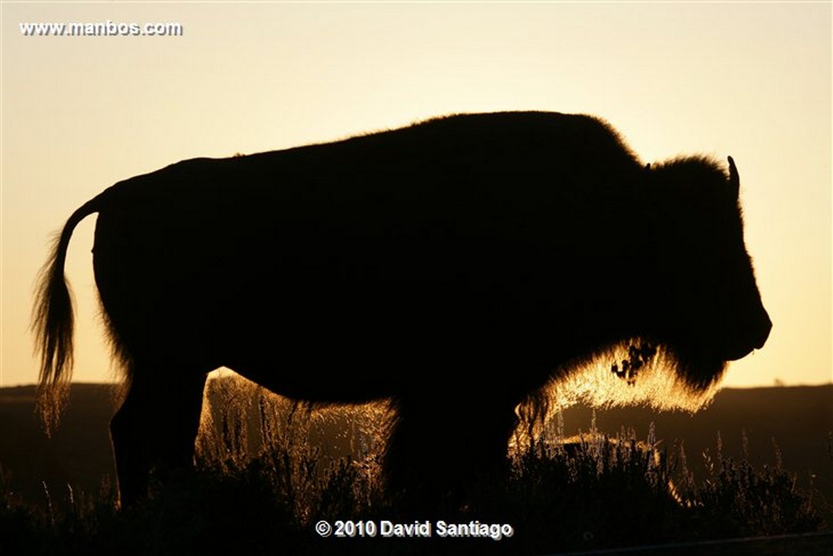 Yellowstone 
Yellowstone Bisontes Eeuu 
Wyoming 